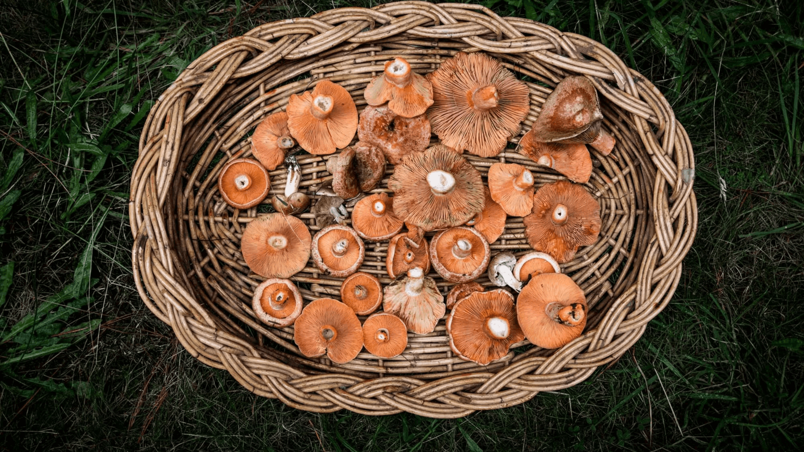 mushroom