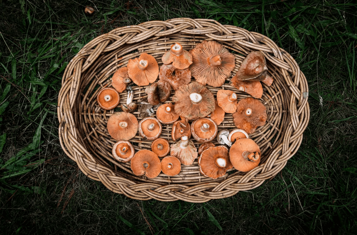 mushroom